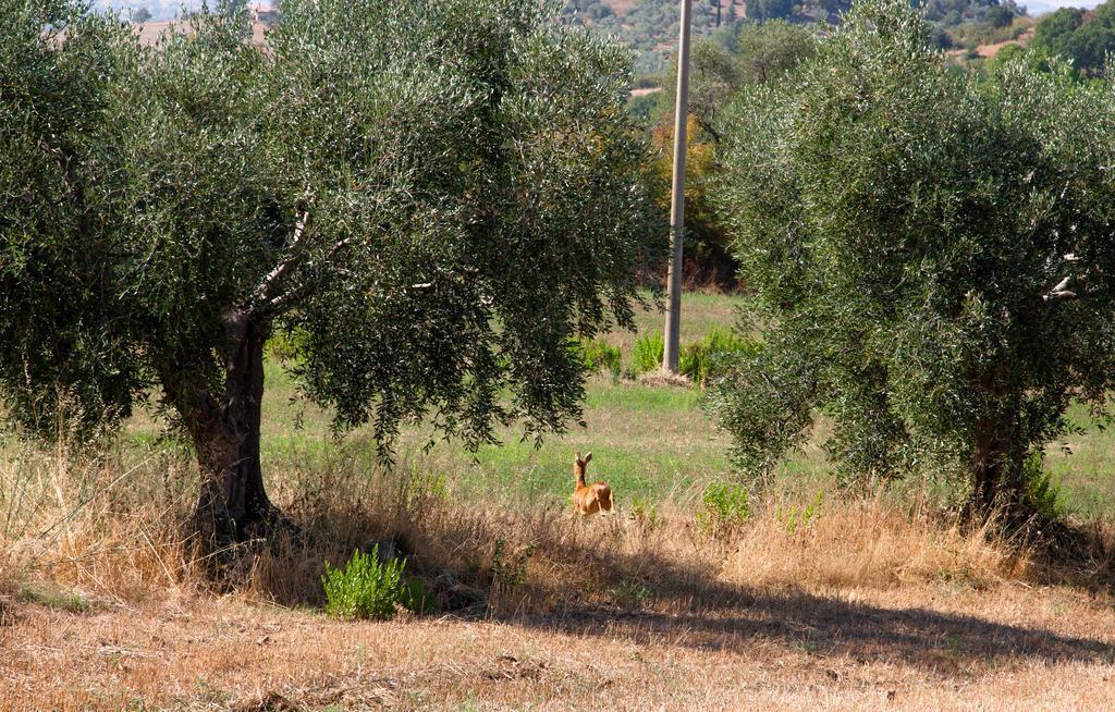 Agriturismo Prati Degli Orti Montiano  Exterior photo